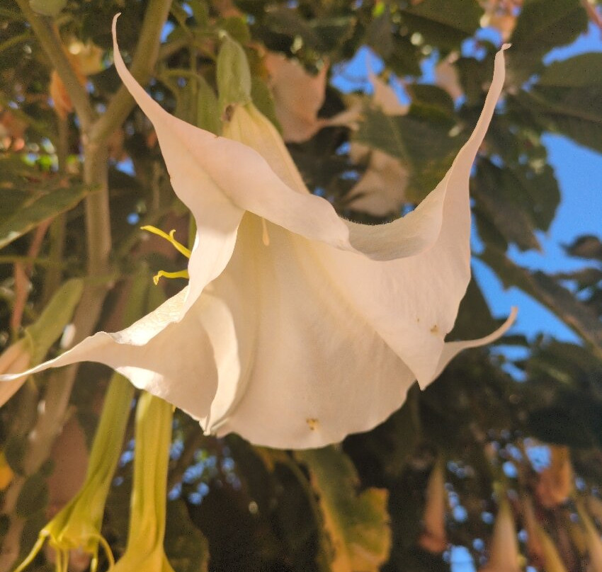 Colina dos Mouros主图