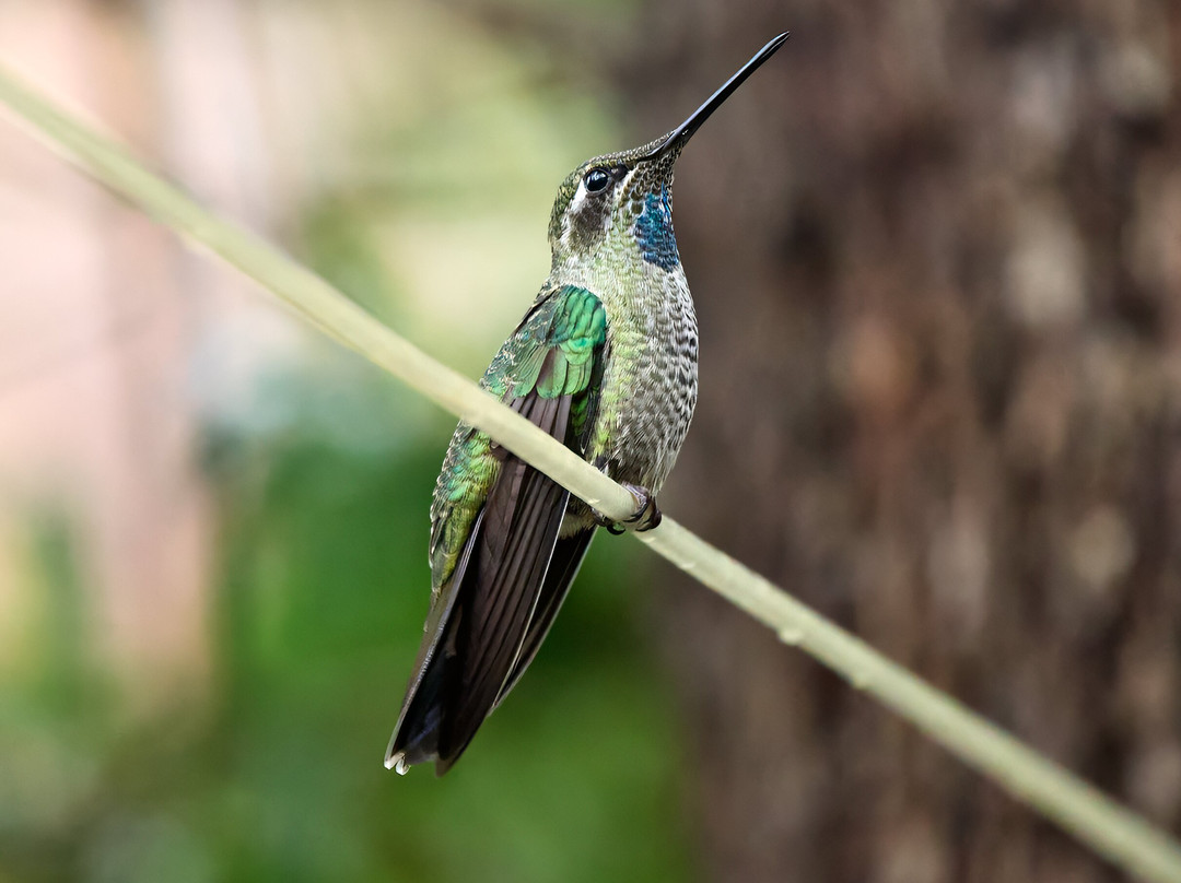 Ramsey Canyon Inn Bed and Breakfast主图