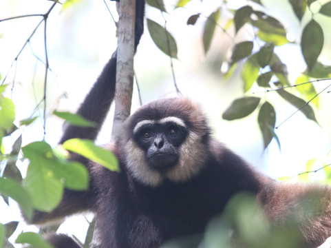 Tanjung Puting Open Trip-Pangkalan Bun必去景点