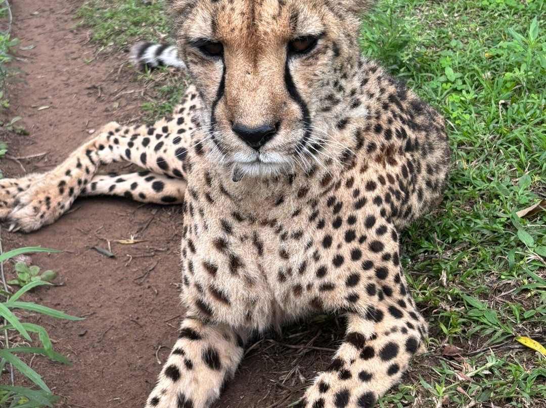 Zululand Cat Conservation Project-Hluhluwe Game Reserve必去景点