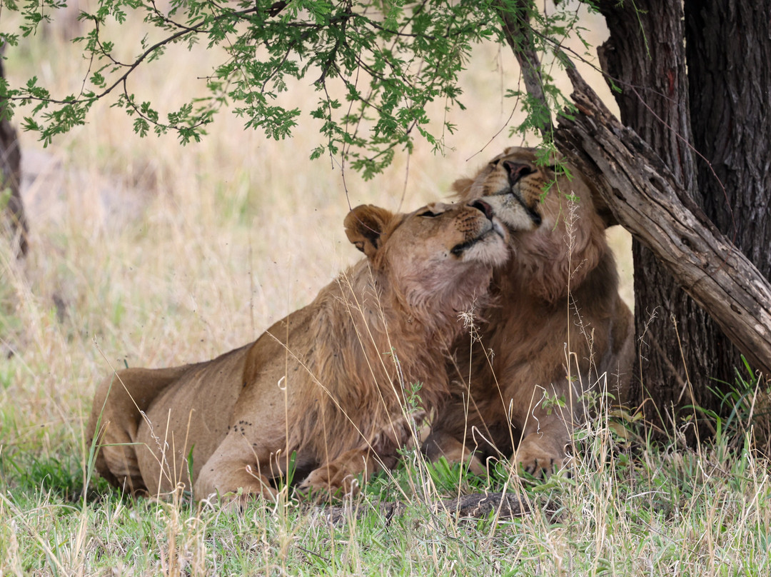 Meijo Safaris-阿鲁沙区必去景点