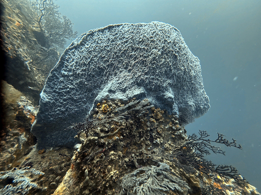 Wild Turtle Scuba Tobago Ltd.-Bon Accord必去景点