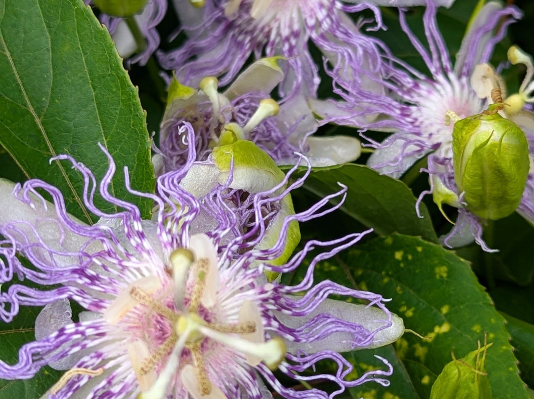 Kennesaw Mountain National Battlefield Park-肯纳索必去景点