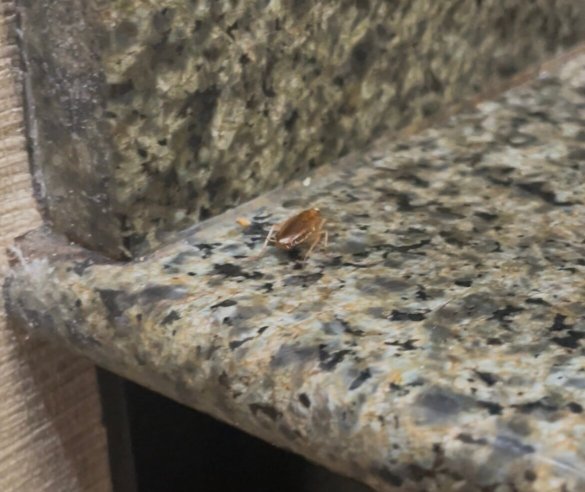 Comfort Suites at Rivergate Mall-官方