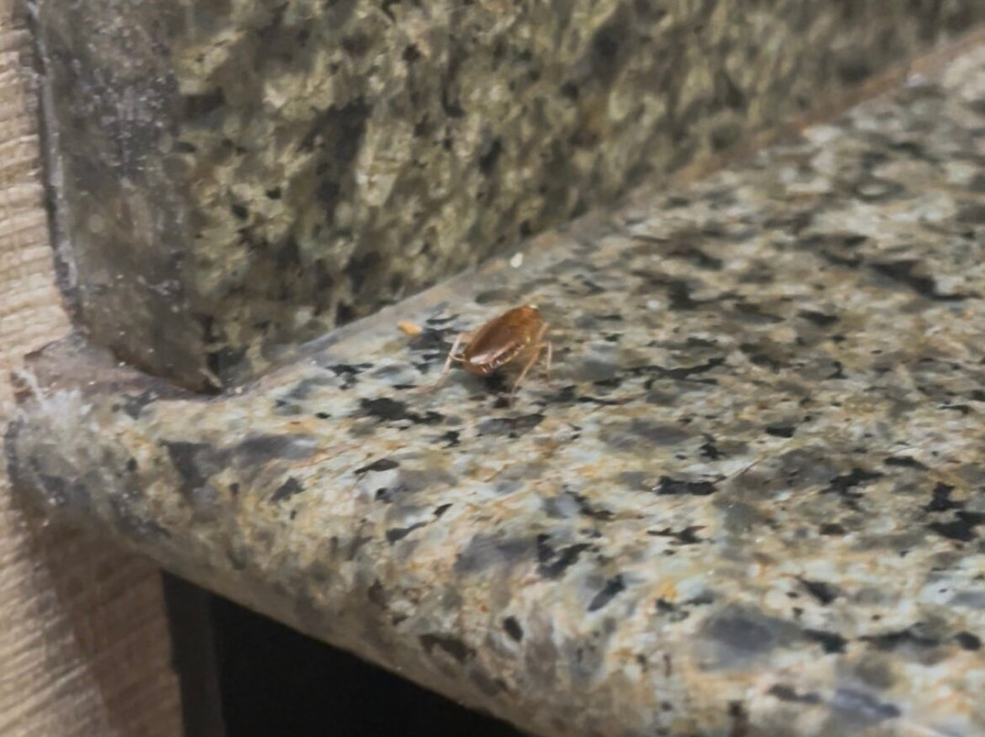 Comfort Suites at Rivergate Mall主图