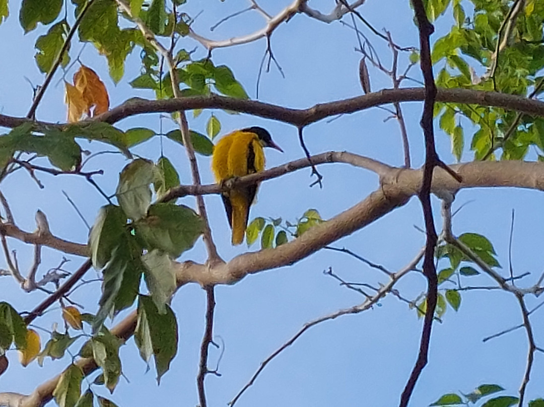 Koragaha Lodge - Sri Lanka主图