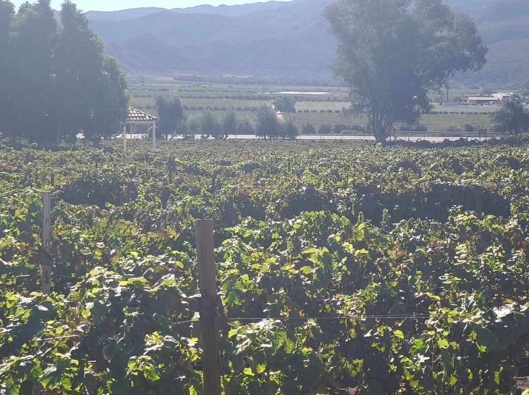 Bodegas Domecq-恩塞纳达必去景点