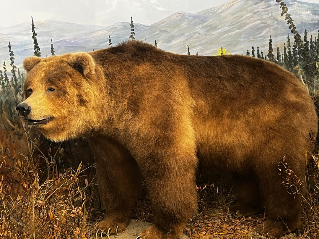 Northern Wildlife Museum-Teslin必去景点