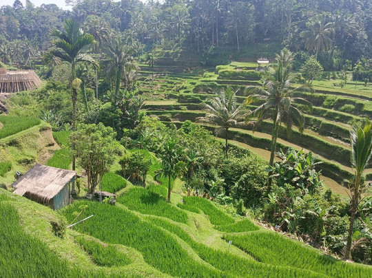 巴厘电动车之旅-乌布必去景点