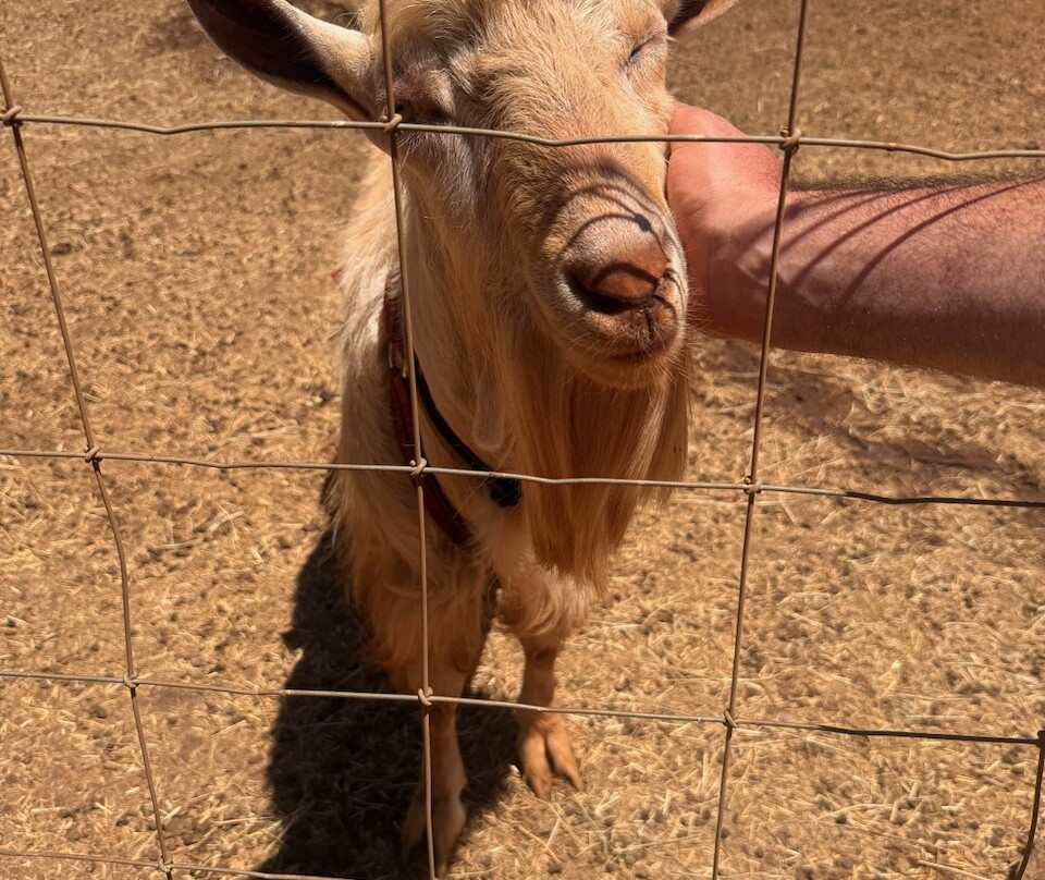 冲浪山羊农场-库拉必去景点