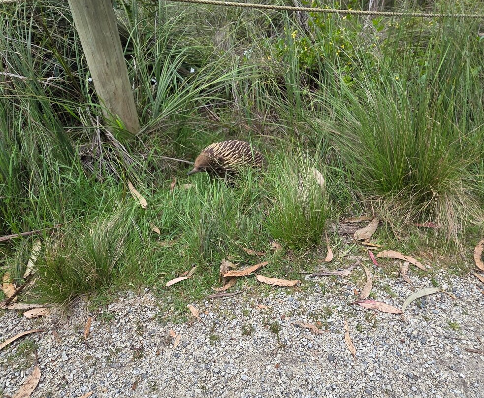 菲利普岛自然公园－考拉保护中心-莱尔必去景点
