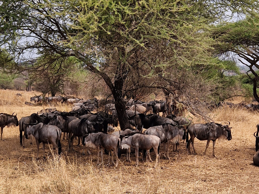 Hello Tanzania-Dar es Salaam必去景点
