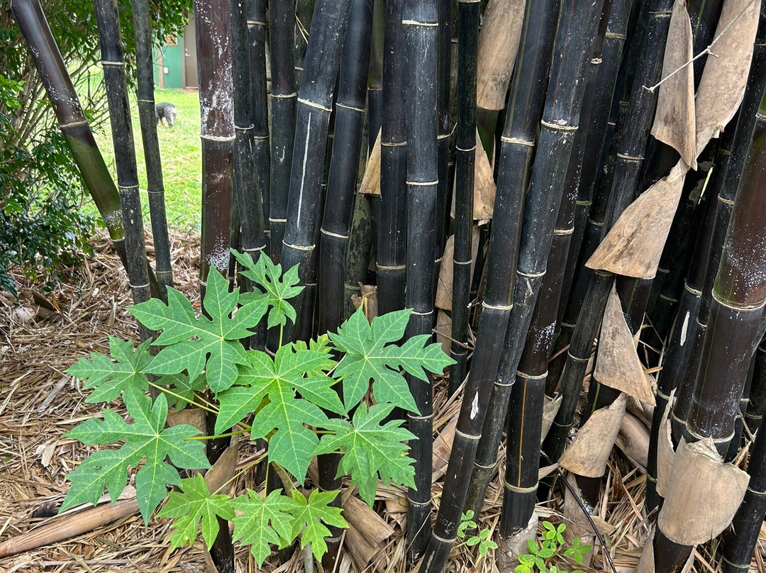 Houlau Farm Chocolate-基拉韦厄必去景点