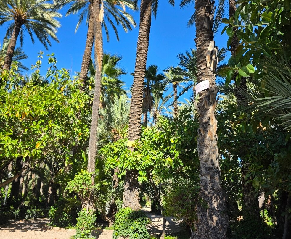 Parque Municipal-埃尔切必去景点