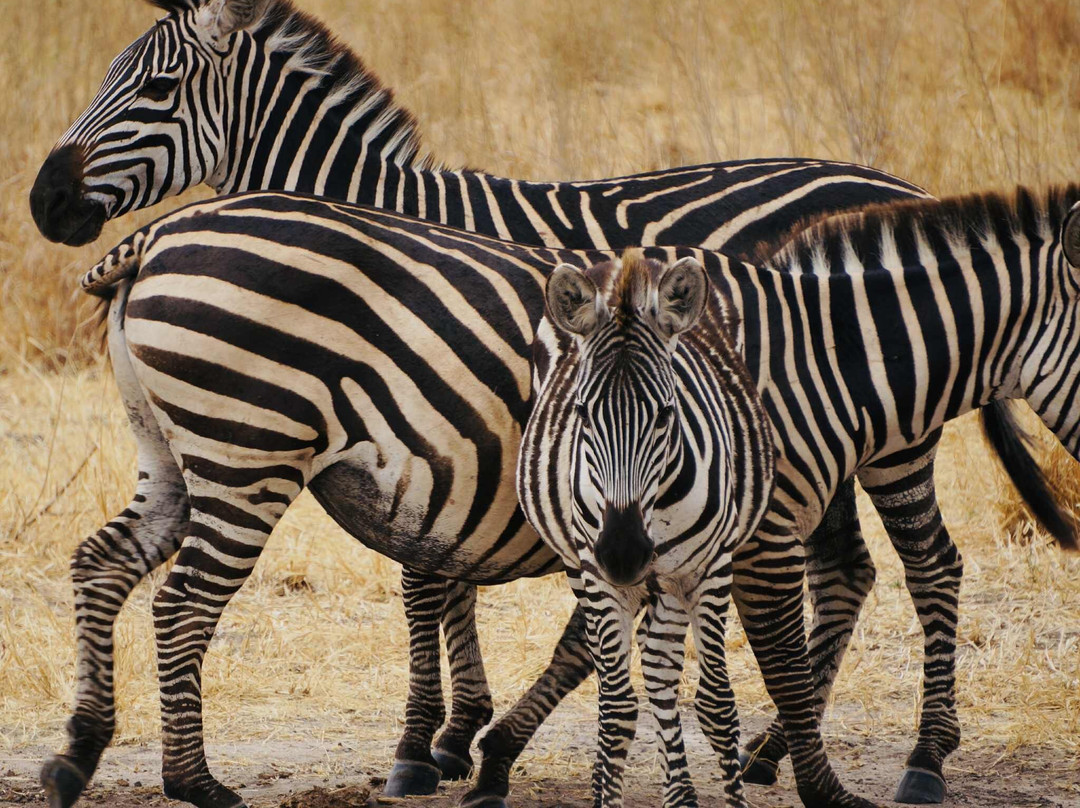 Safaris-R-Us-阿鲁沙必去景点