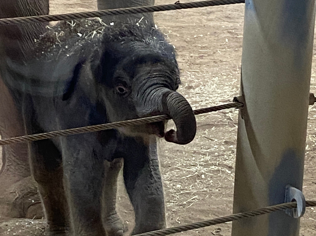 哥伦布动物园-Powell必去景点