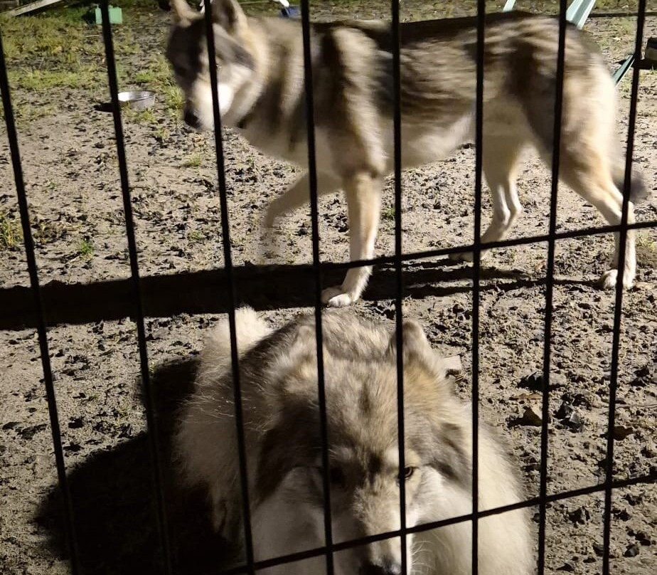 Watermill Wolves Wolf-dog Actors-Bexhill-on-Sea必去景点