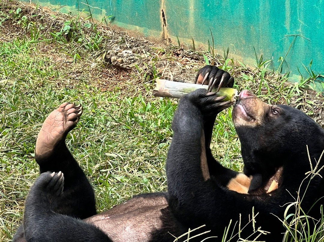 Free the Bears-琅勃拉邦必去景点