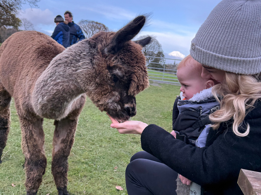 Bardsea Alpacas And Llamas-Bardsea必去景点