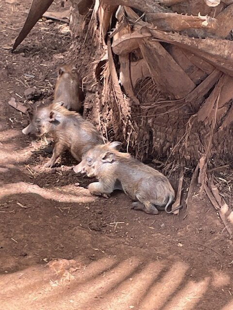 Bora Bora Wildlife Park-迪亚尼必去景点