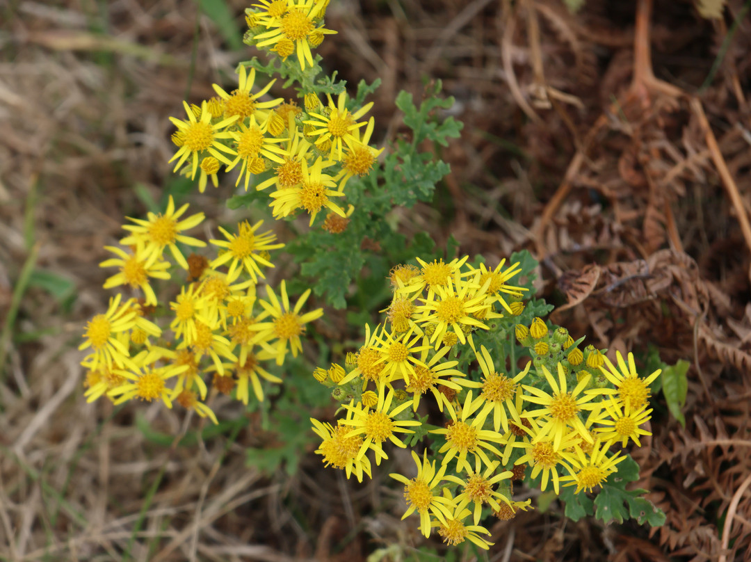 Alderney Coastal Path-Alderney必去景点