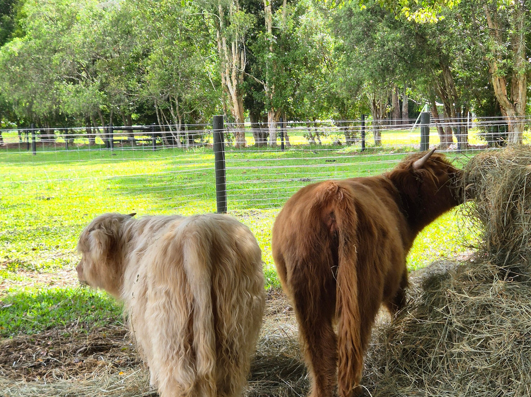 Bexland - Exclusive Highland Cow and Farm Experiences-Doonan必去景点