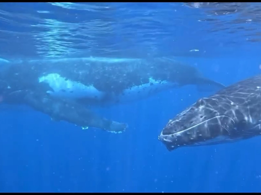 Moorea Ocean Adventures-莫雷阿岛必去景点