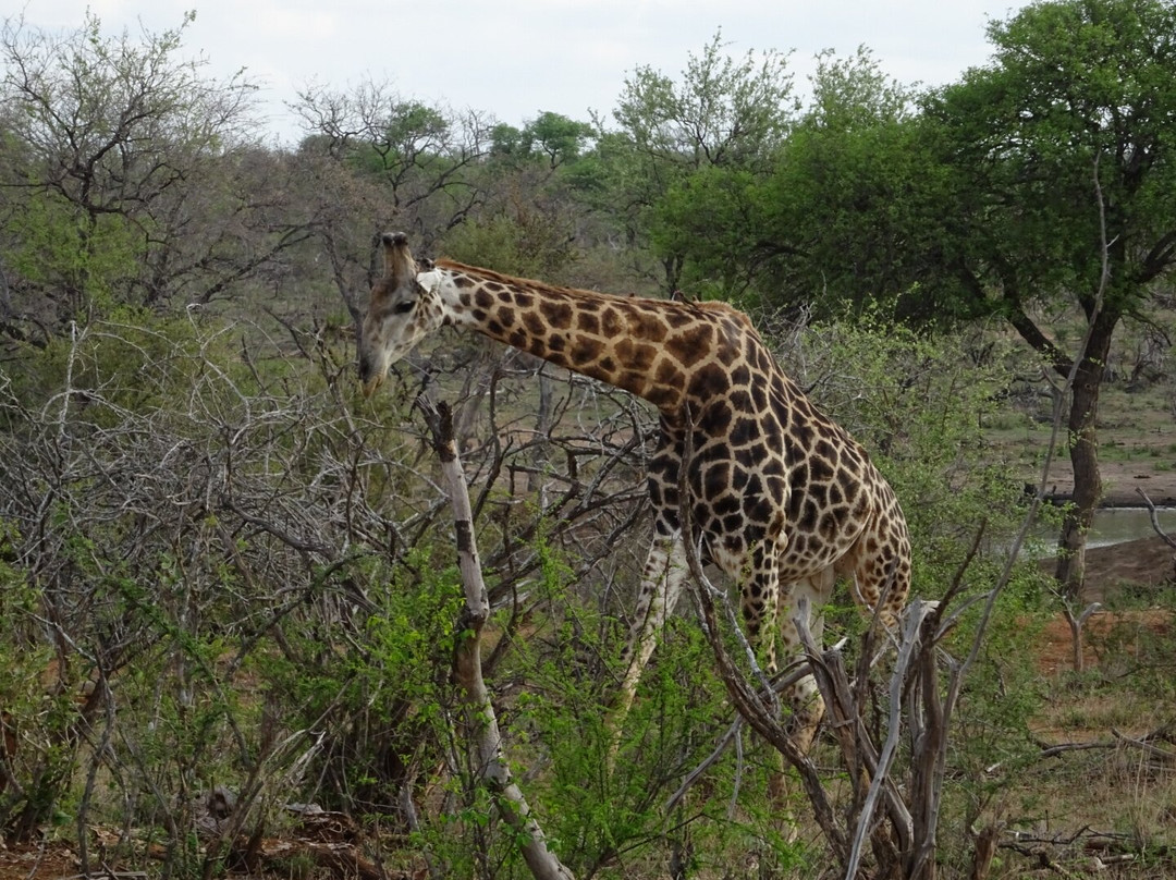 Stones Safaris-霍德斯普鲁特必去景点