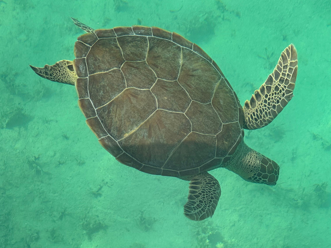 Minns Water Sports-George Town必去景点