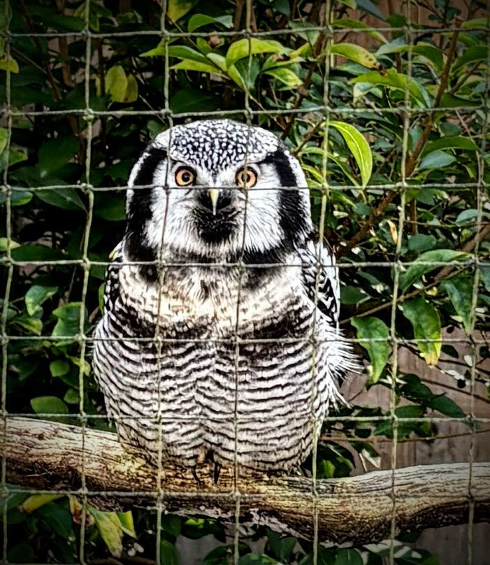 World of Owls-Randalstown必去景点