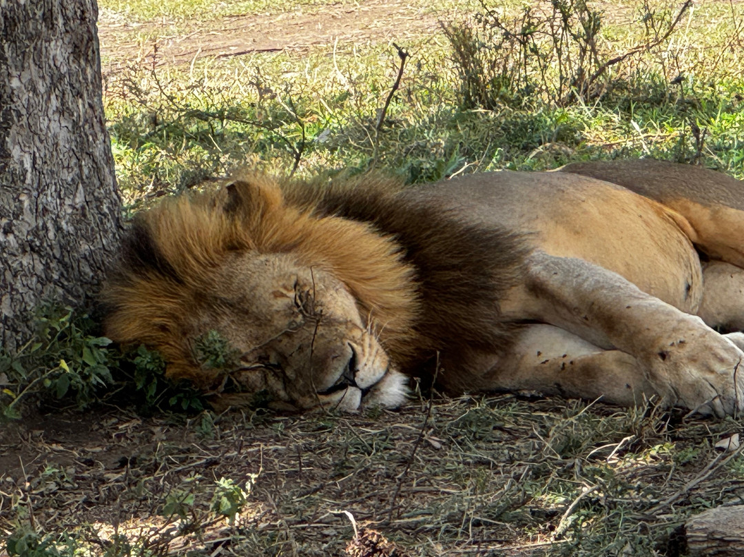 EXG Safaris LLC-California City必去景点