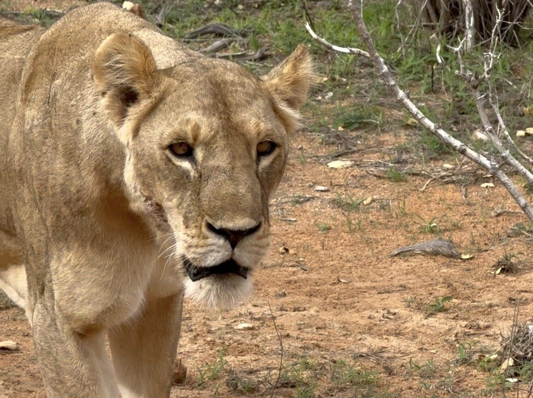 Discovery Kenya con Fragola-瓦塔木必去景点