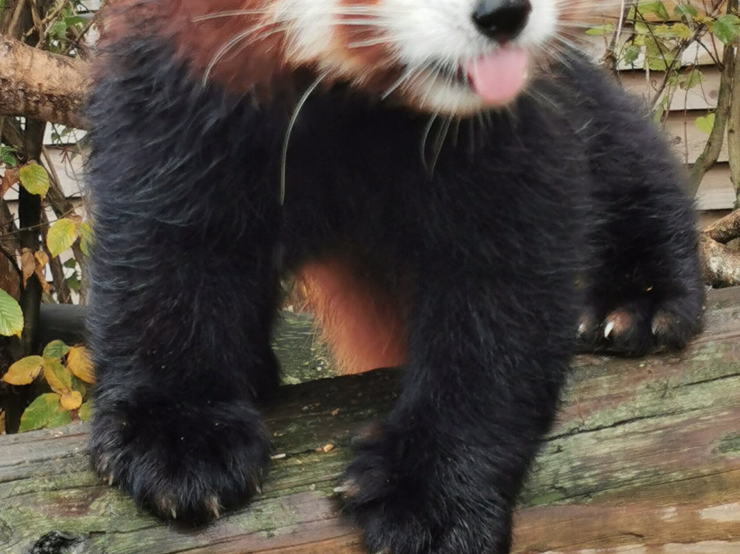 Wingham Wildlife Park-Wingham必去景点