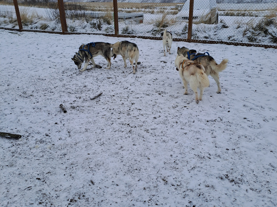 Snow Dogs-米湖必去景点