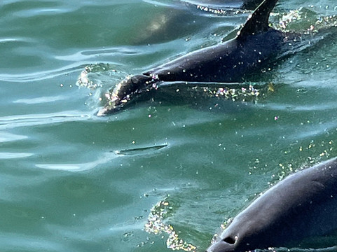 Sarasota Bay Explorers-萨拉索塔必去景点