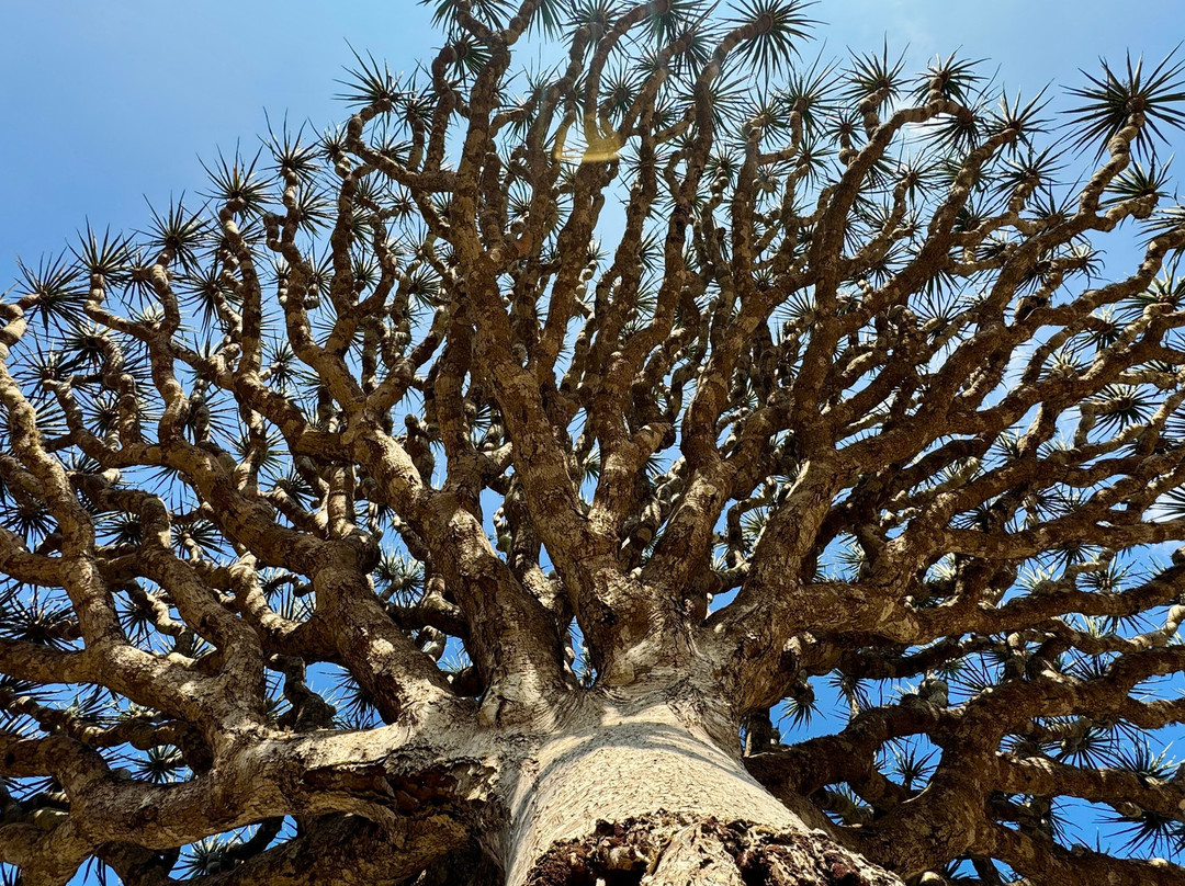 Embrace Socotra-Hadiboh必去景点