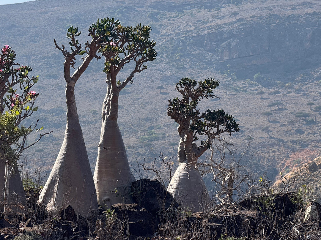 Embrace Socotra-Hadiboh必去景点
