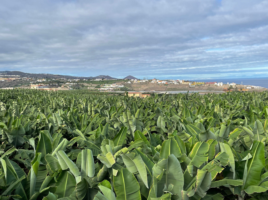 La Rekompensa Mundo del Plátano-Arucas必去景点