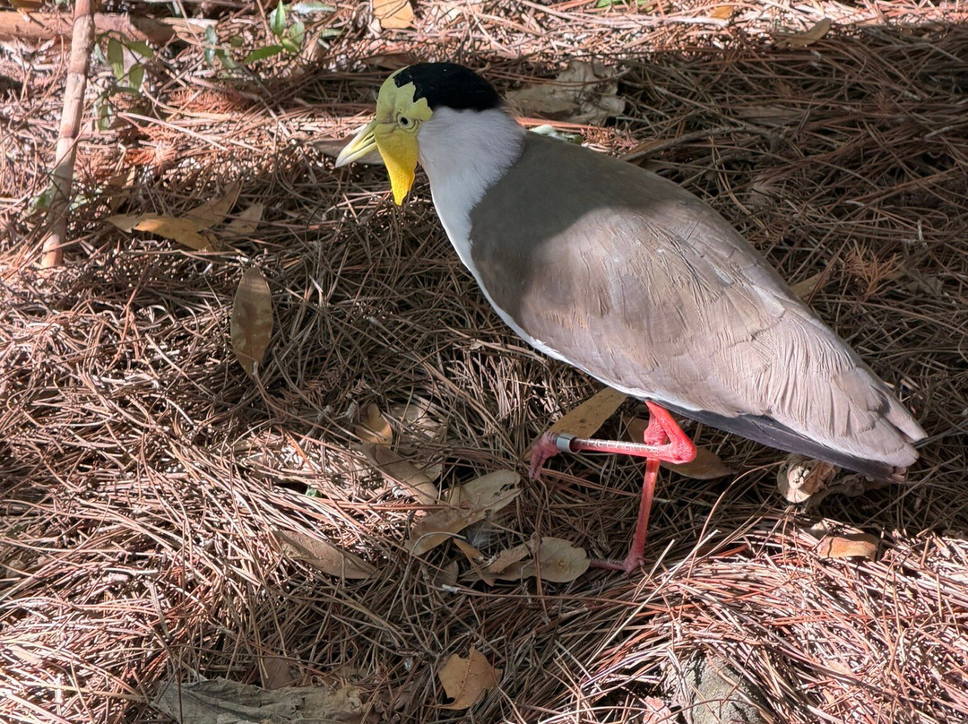 Lowry Park-坦帕必去景点