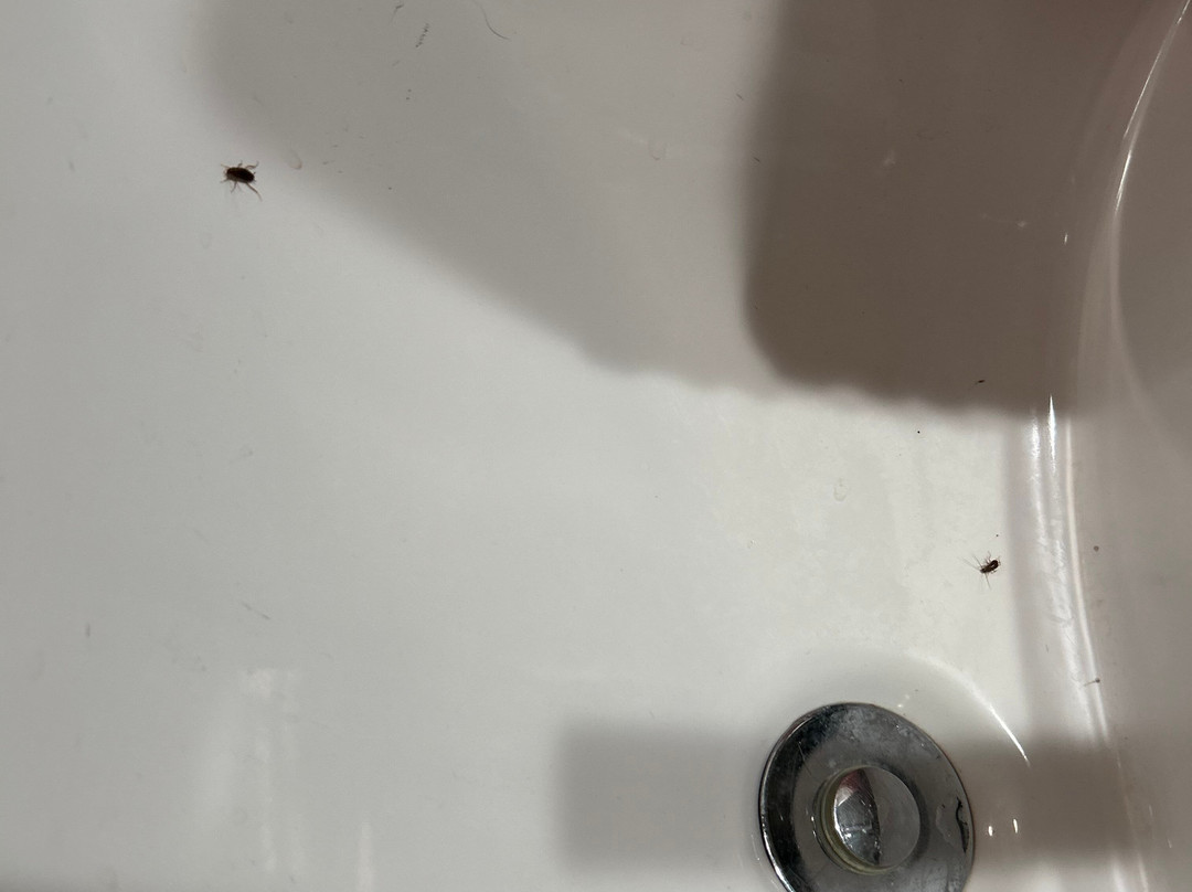 Days Inn by Wyndham Alexander City主图