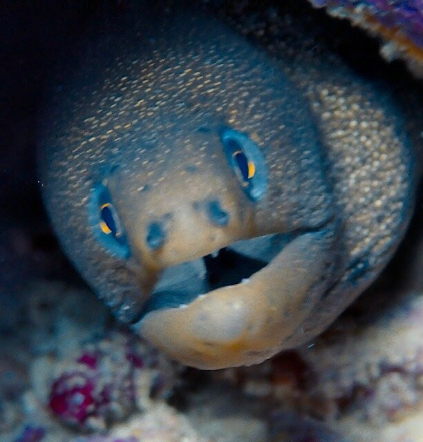 Seahorse Divers Barbados-奥伊斯廷斯必去景点