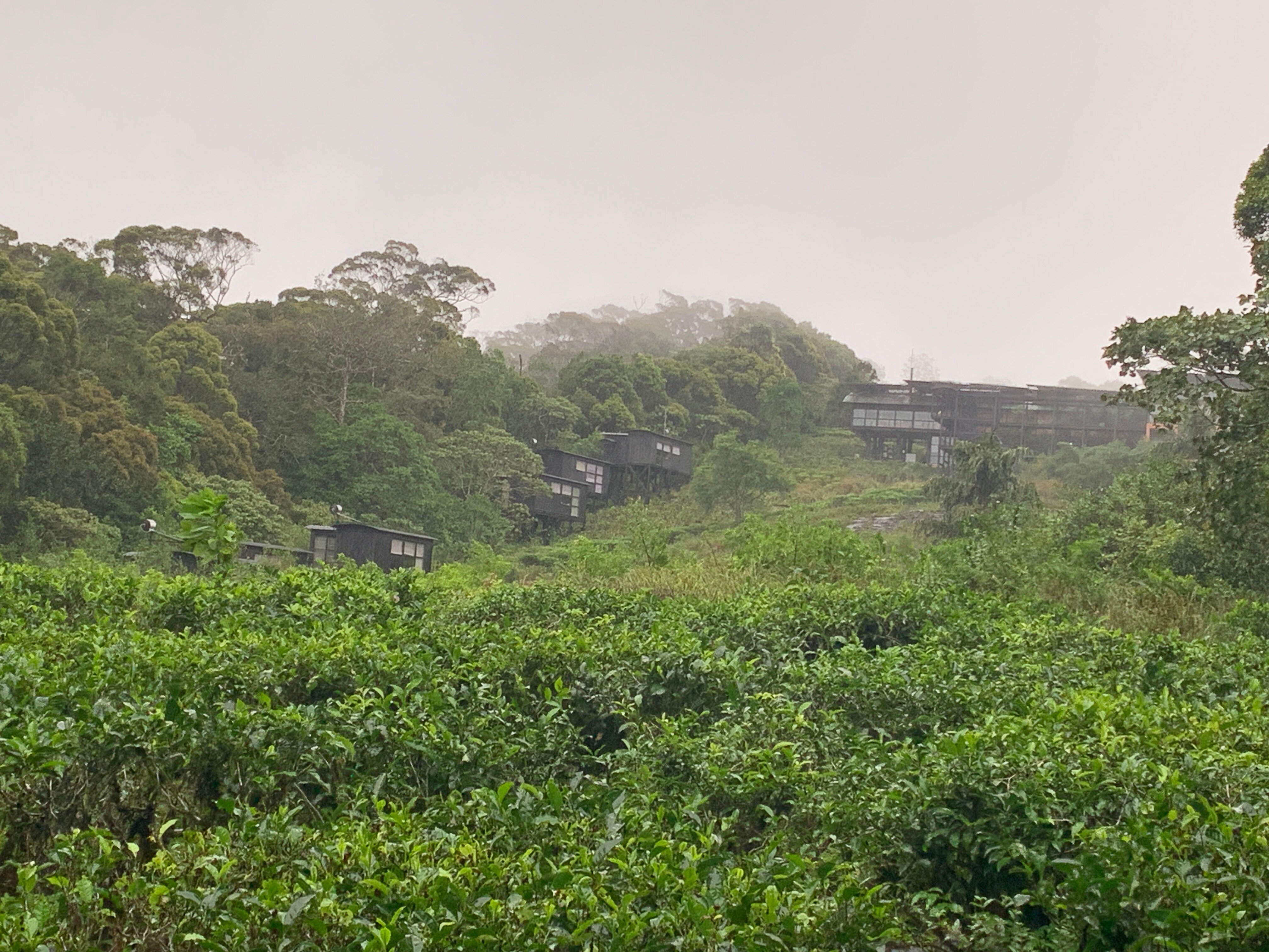 Rainforest Ecolodge-官方