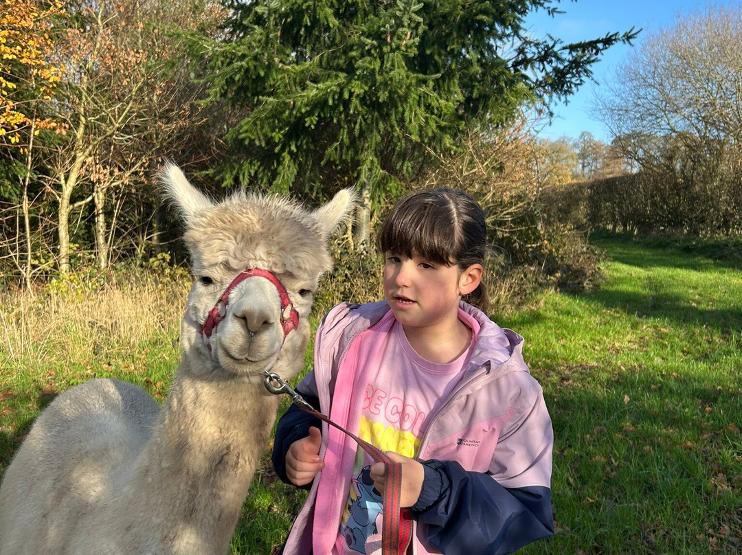 Knightley Alpaca Trekking-斯塔福德必去景点