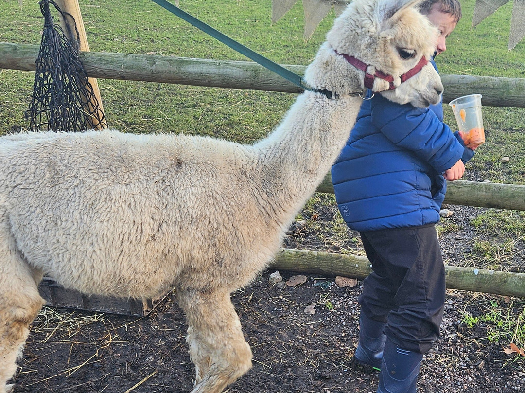 Woodlands Alpaca Farm-沃灵顿必去景点