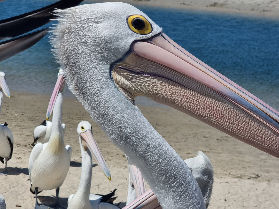 Pelican Feeding-拉布拉多必去景点