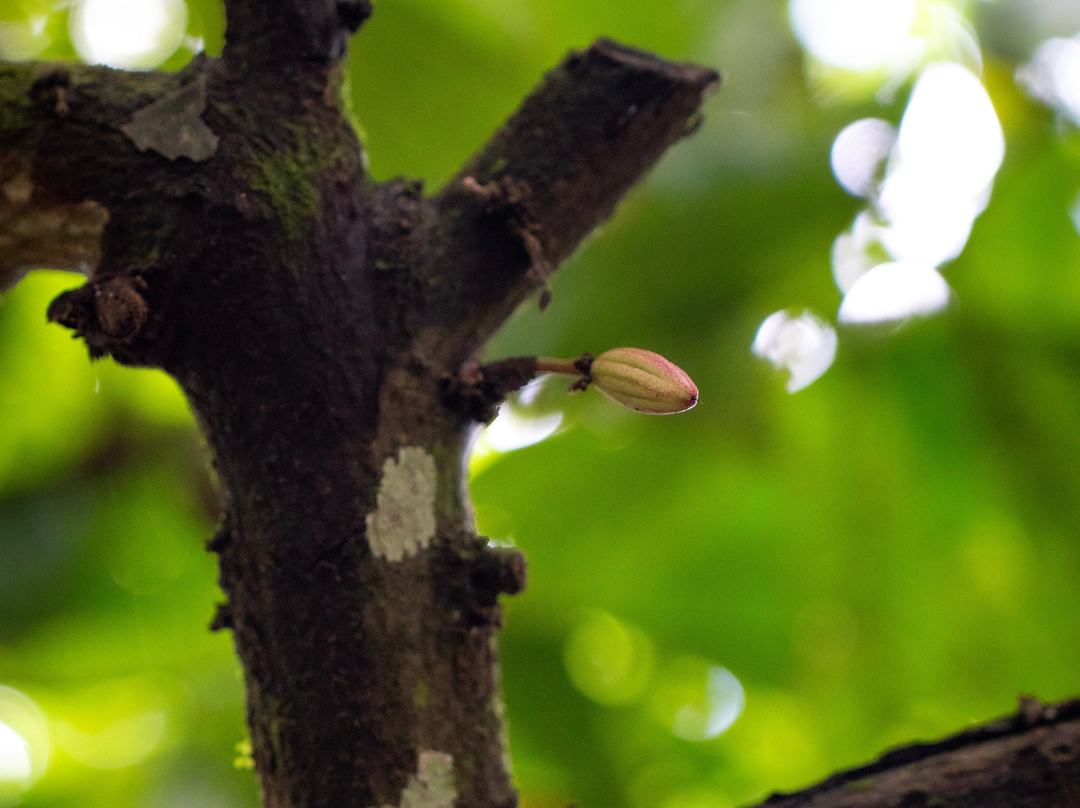 Maleku Chocolate-Upala必去景点