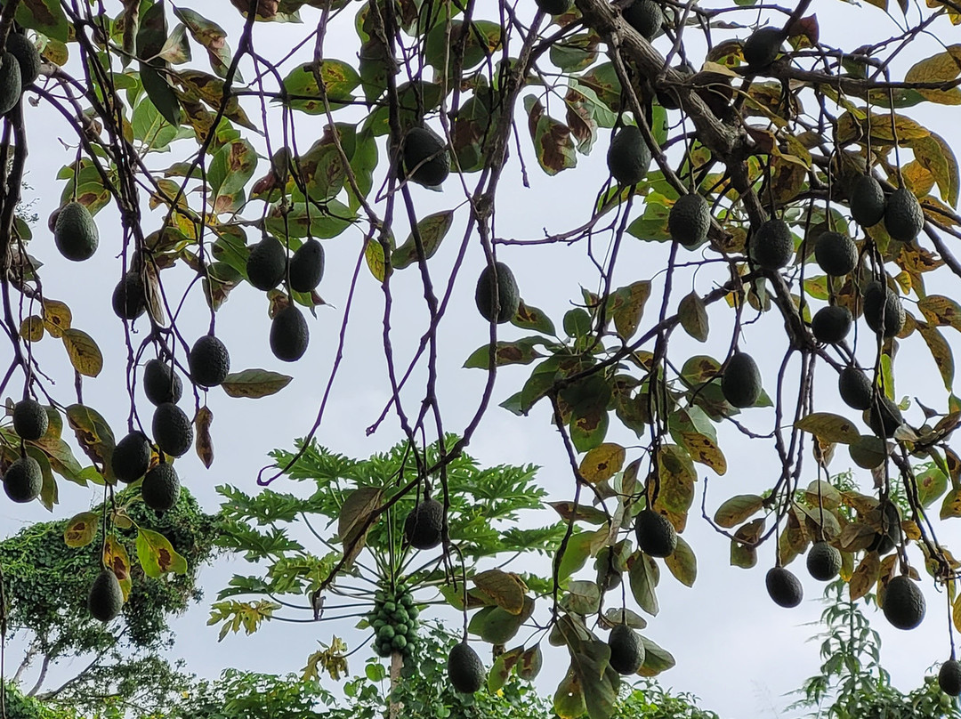 格林威尔农场-基亚拉凯库亚必去景点