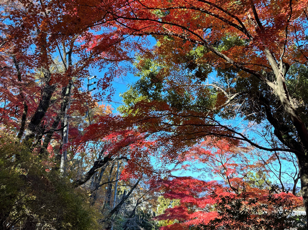 Shorinzan Darumaji Temple-高崎市必去景点
