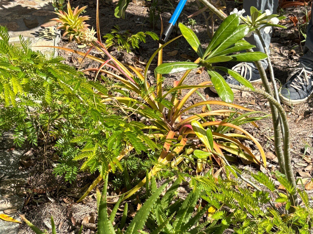 Jardin Botanique du Desert-La Desirade必去景点