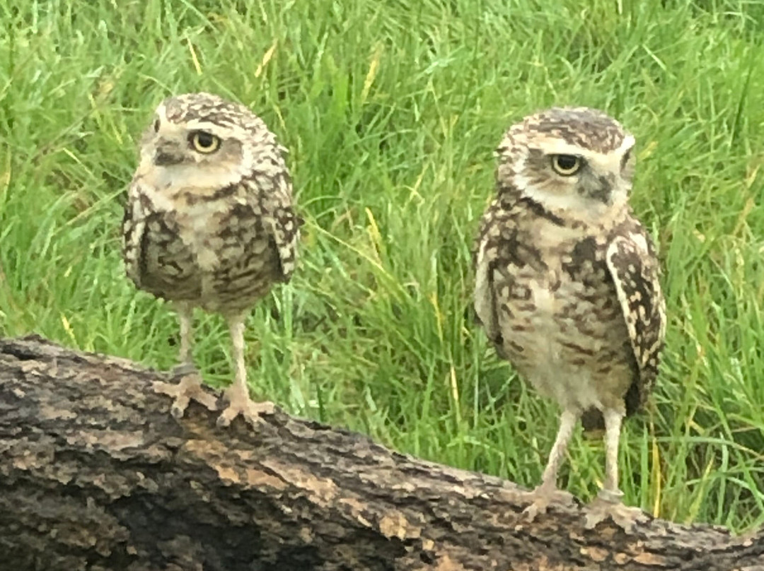 Bird on the Hand Falconry Experiences-Church Langton必去景点